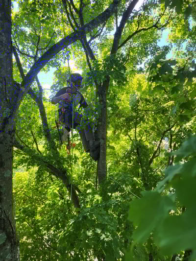 Tree Trimming Knoxville Tn